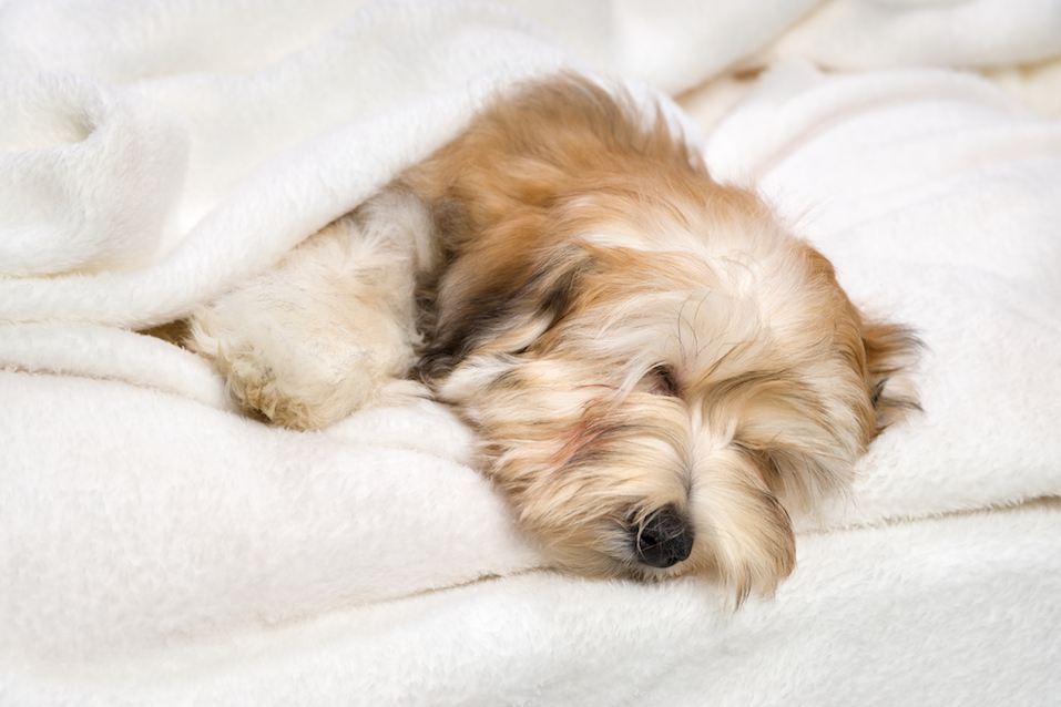 Cute sleeping Havanese puppy on white bedspread