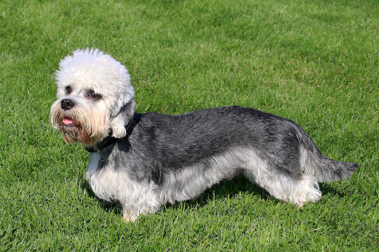 Funny Dandie Dinmont Terrier in a garden