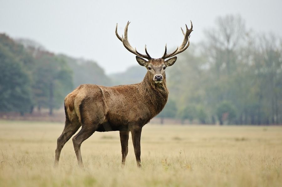 Deer Deer