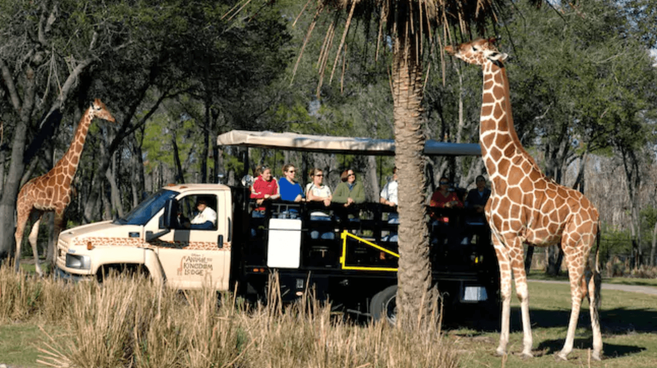 Disney safari