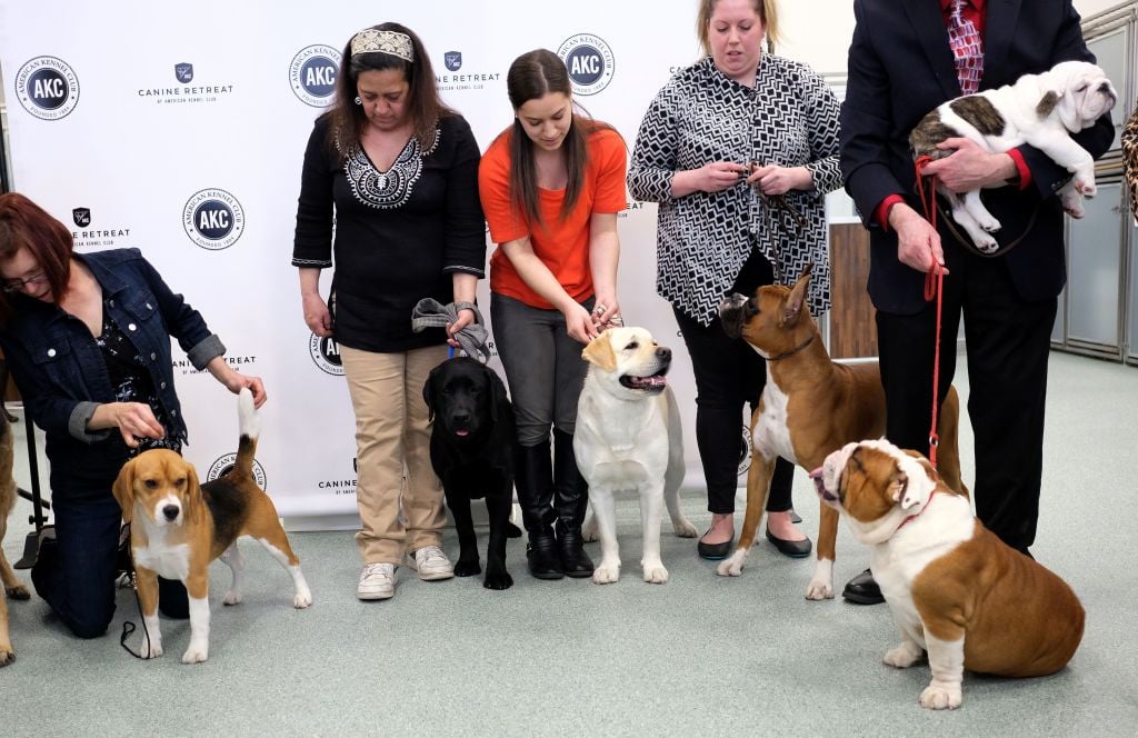 group of dogs and their handlers