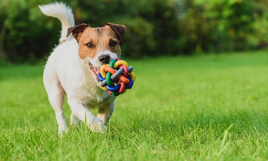 Dog playing with toy