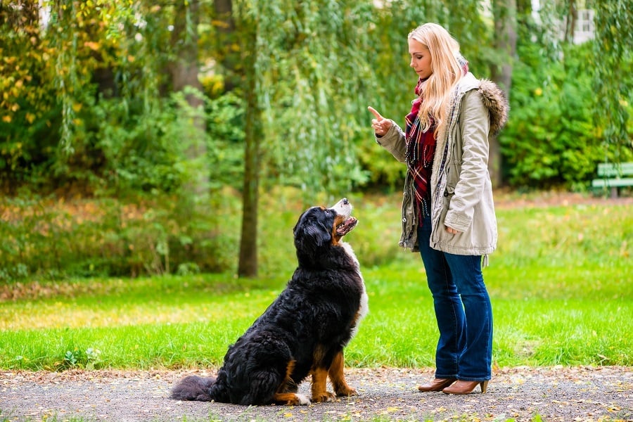 Training a dog
