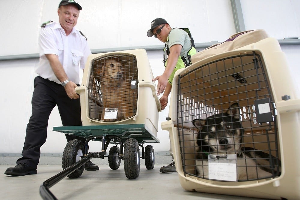 President and CEO Don Weisel (L) helps load pets for take-off