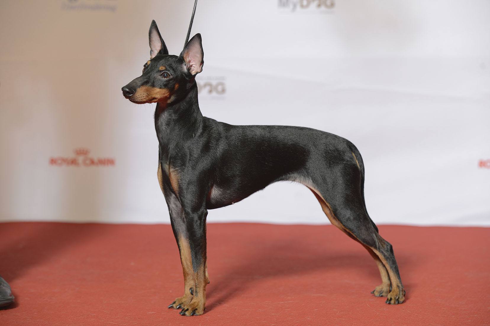 English toy terrier dog