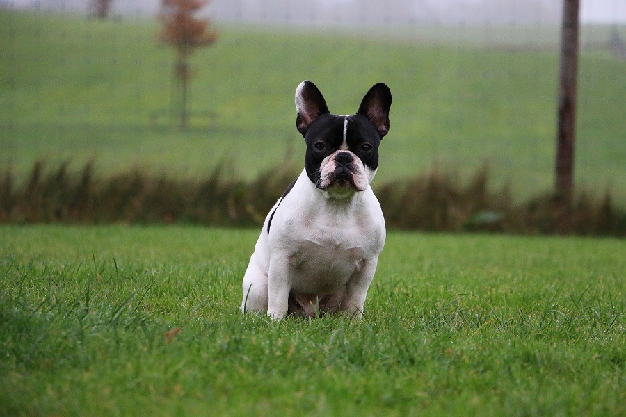 French bull dog sitting in garden French bull dog sitting in garden