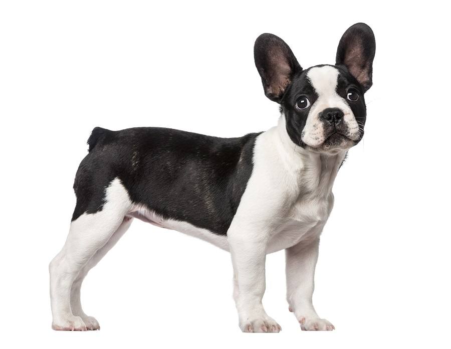 French bulldog puppy