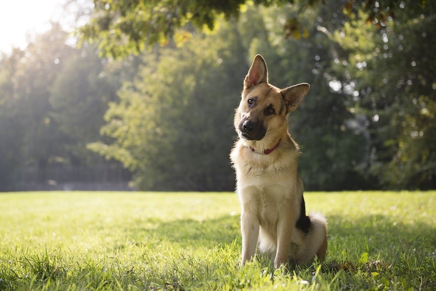 young german shepherd young german shepherd