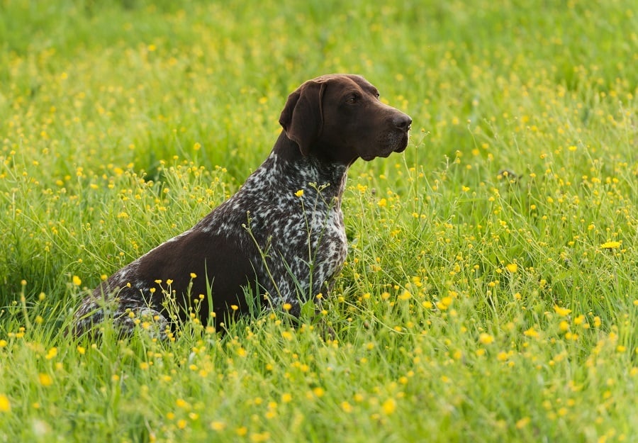 German-shorthaired-pointer German-shorthaired-pointer