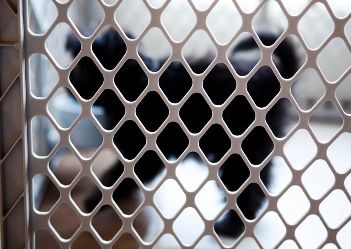 puppy behind a gate