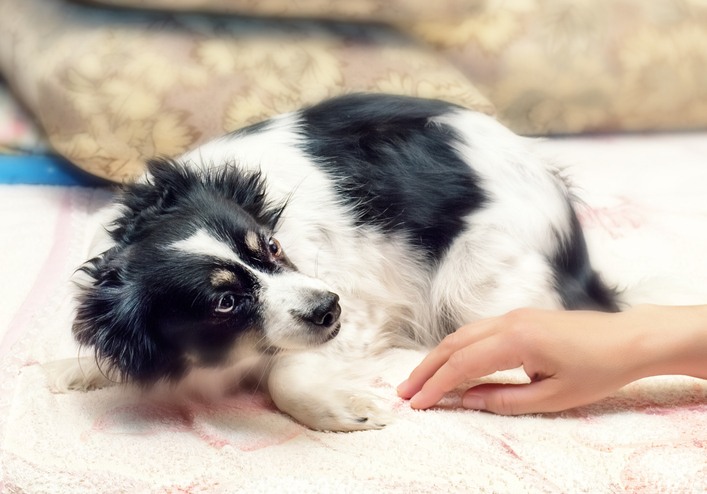 scared dog