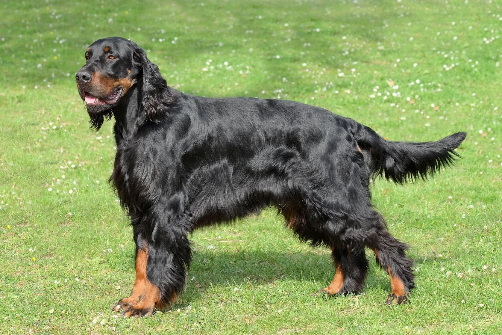 Typical Gordon Setter in the spring garden