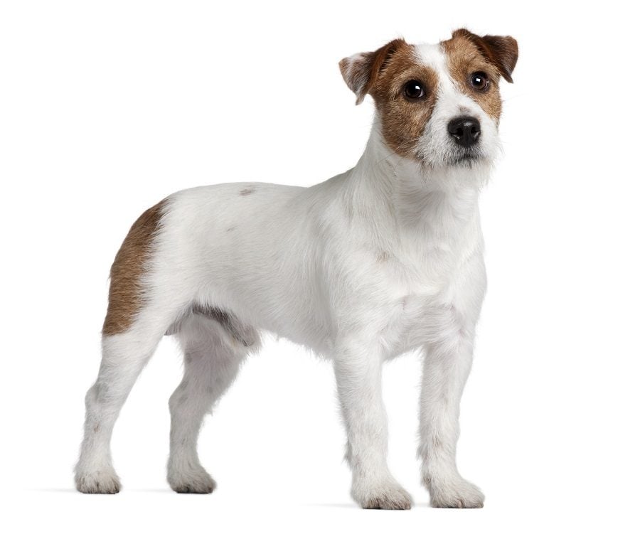 Jack-Russell-terrier