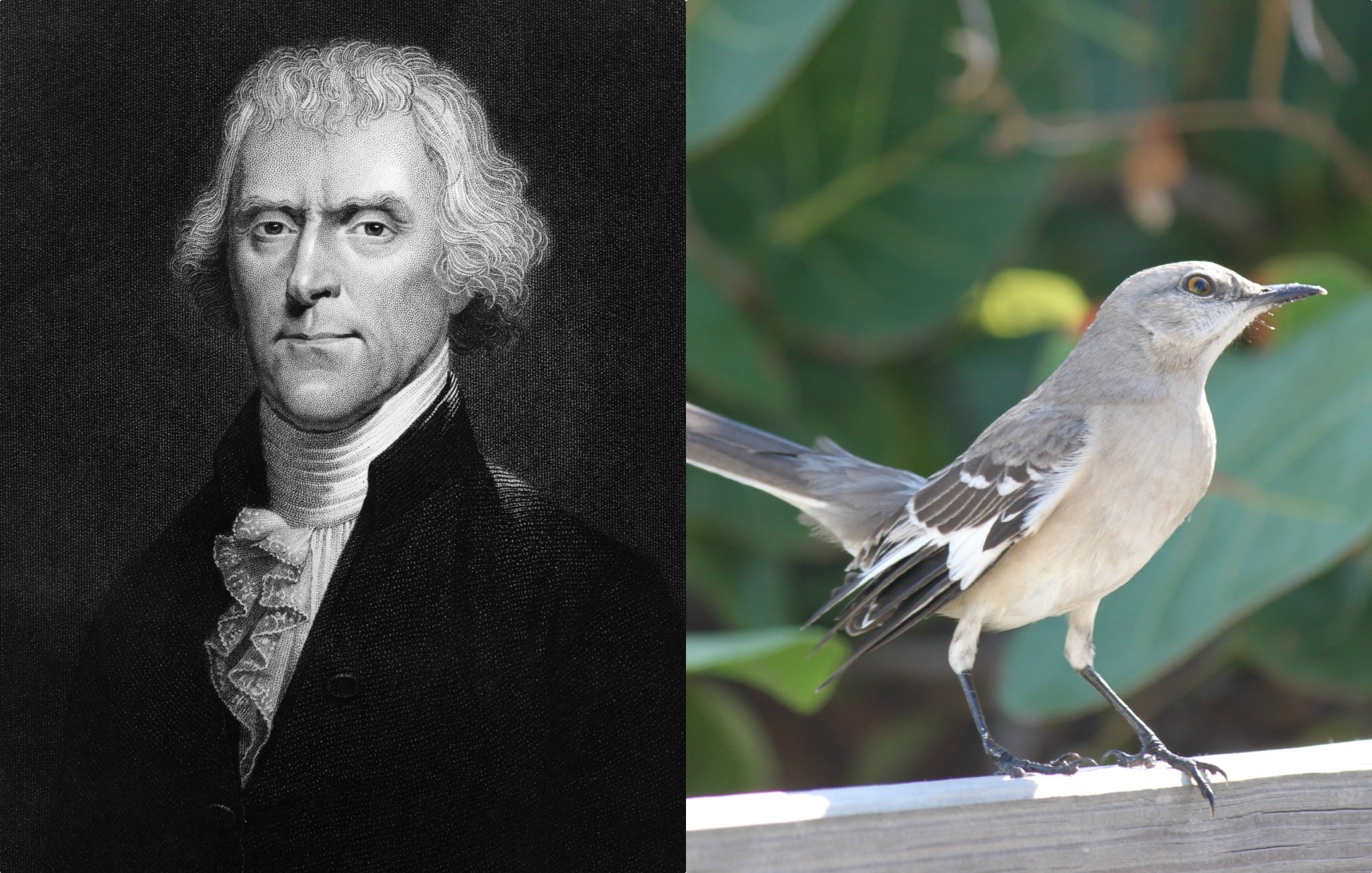 Thomas Jefferson mockingbird
