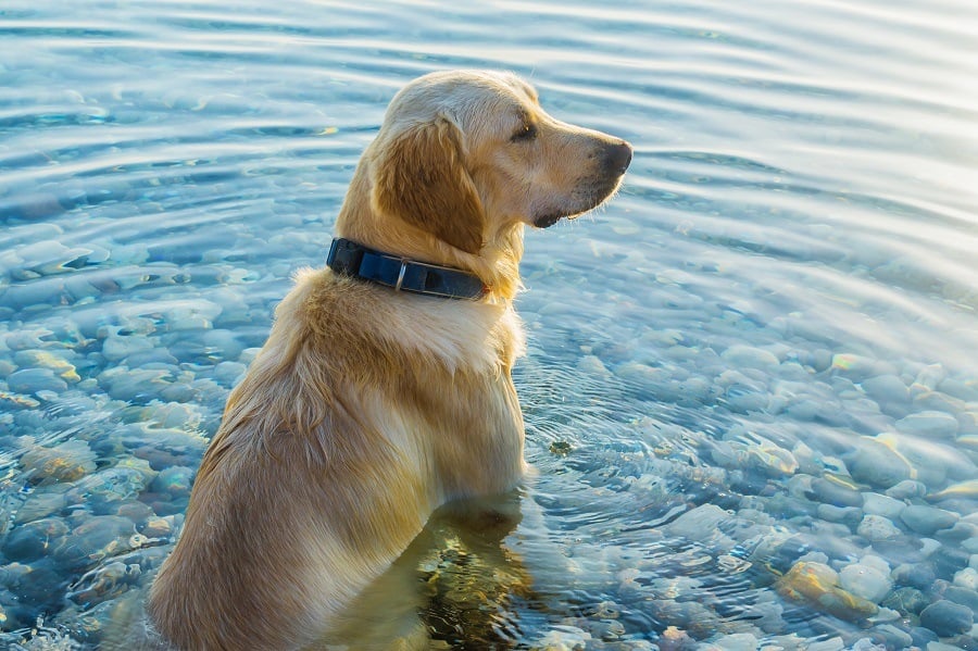 Dog avoiding