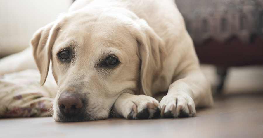 Yellow labrador Yellow labrador