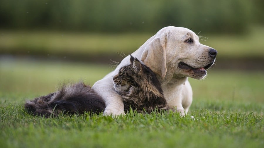 dog and cat on the grass dog and cat on the grass
