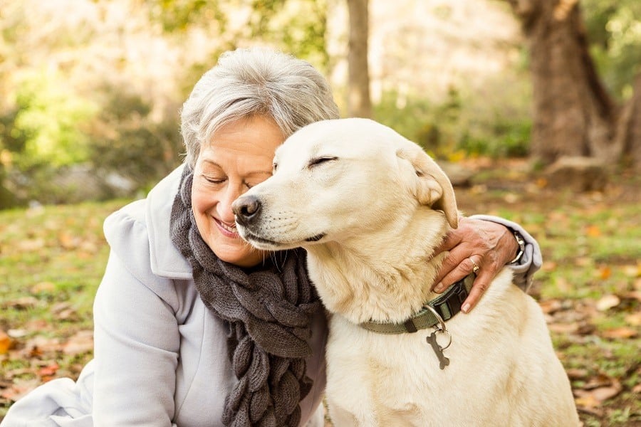 Labrador-with-old-lady Labrador with lady