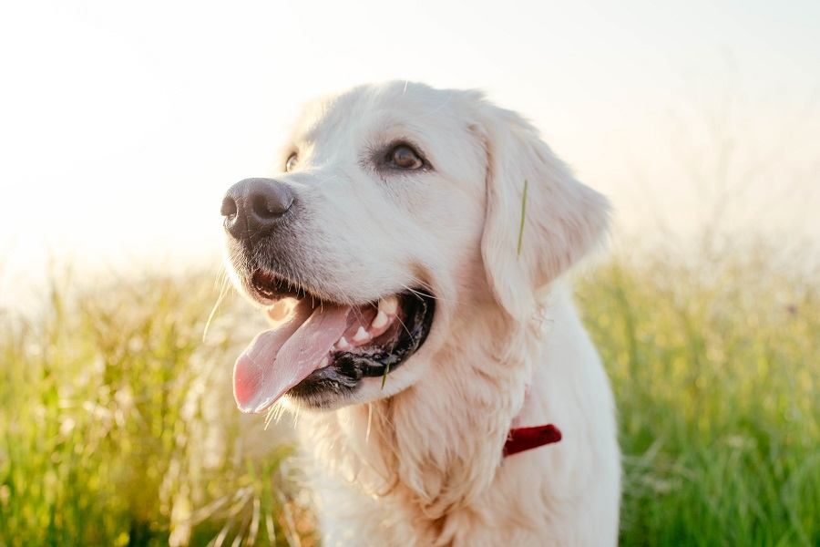 labrador retriever dog labrador retriever dog