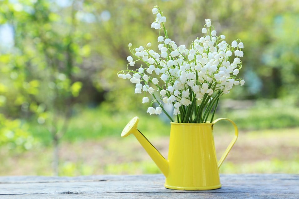 Lily of the Valley in watering can