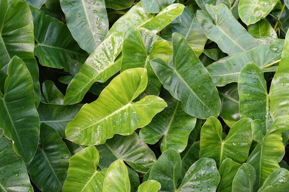 Long green leaves in the garden (Philodendron)