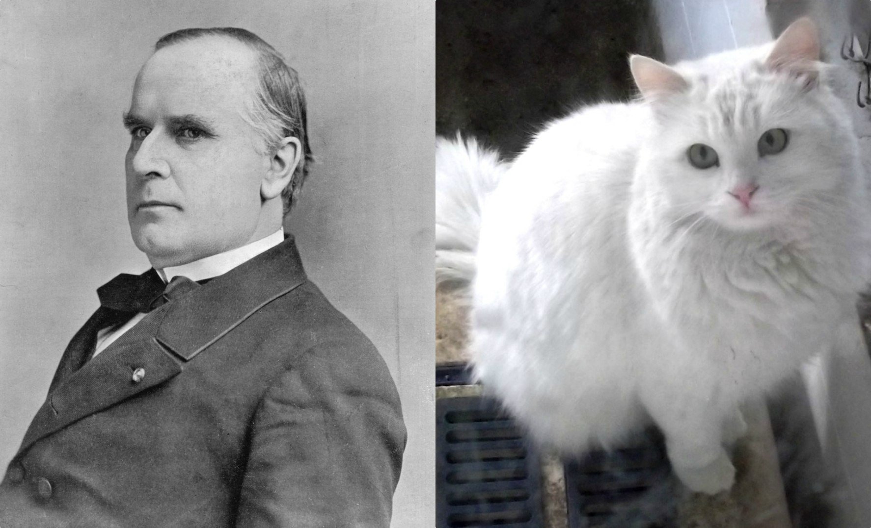 Mckinley angora cat