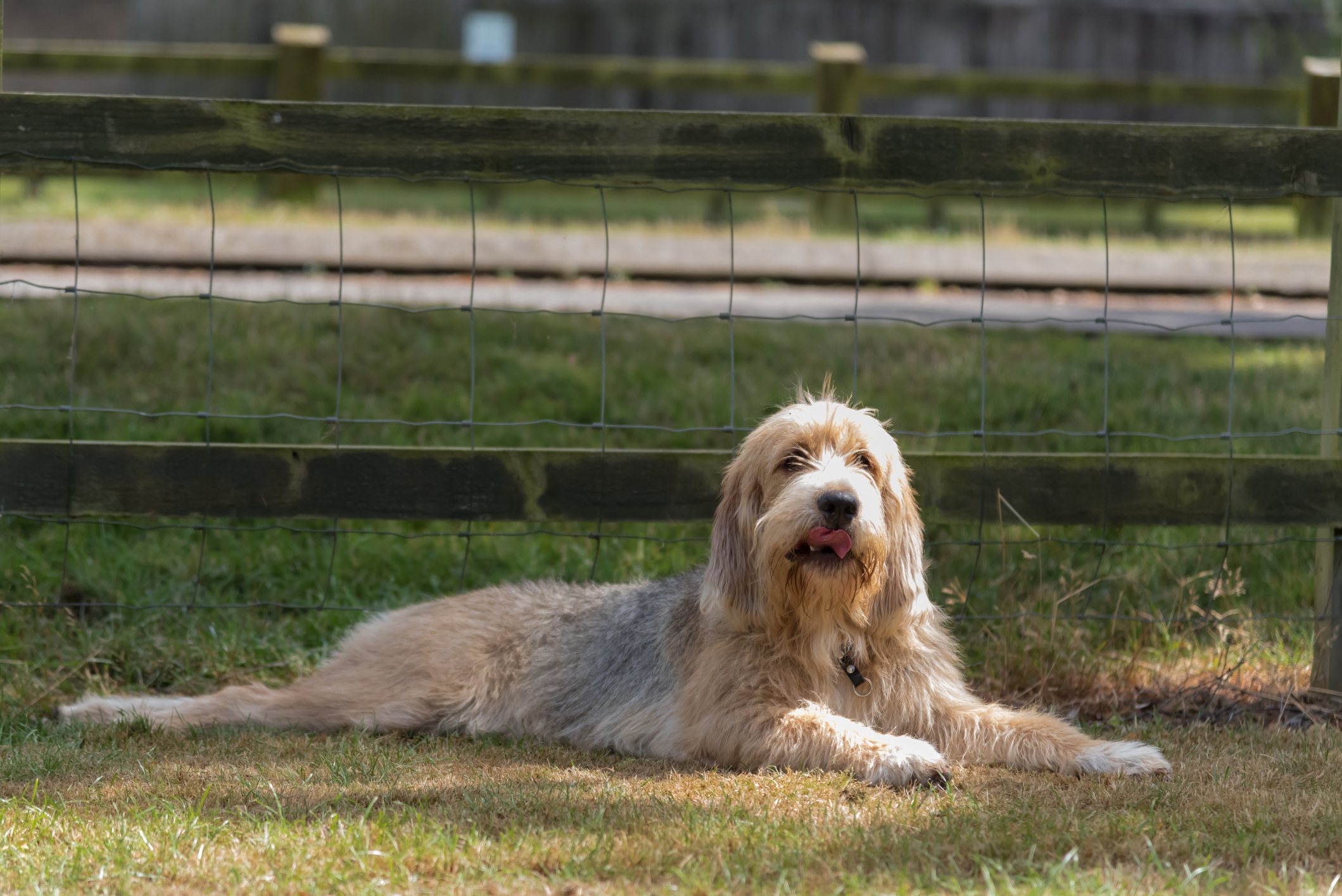 Otterhound lying down stretched out by a fence in the shade