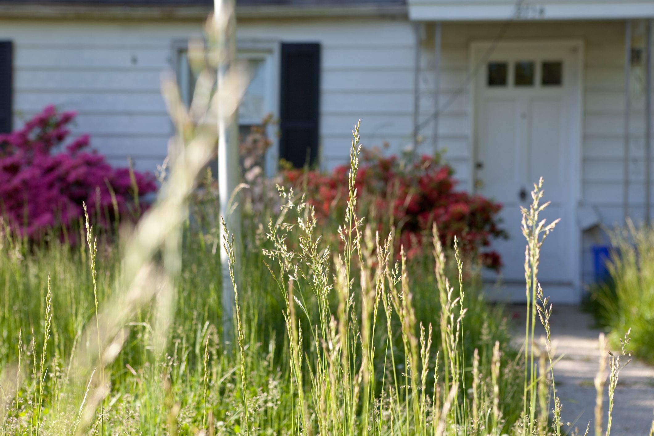 Long Grass Outside Abandoned Cape Cod Single Family Home Maryland