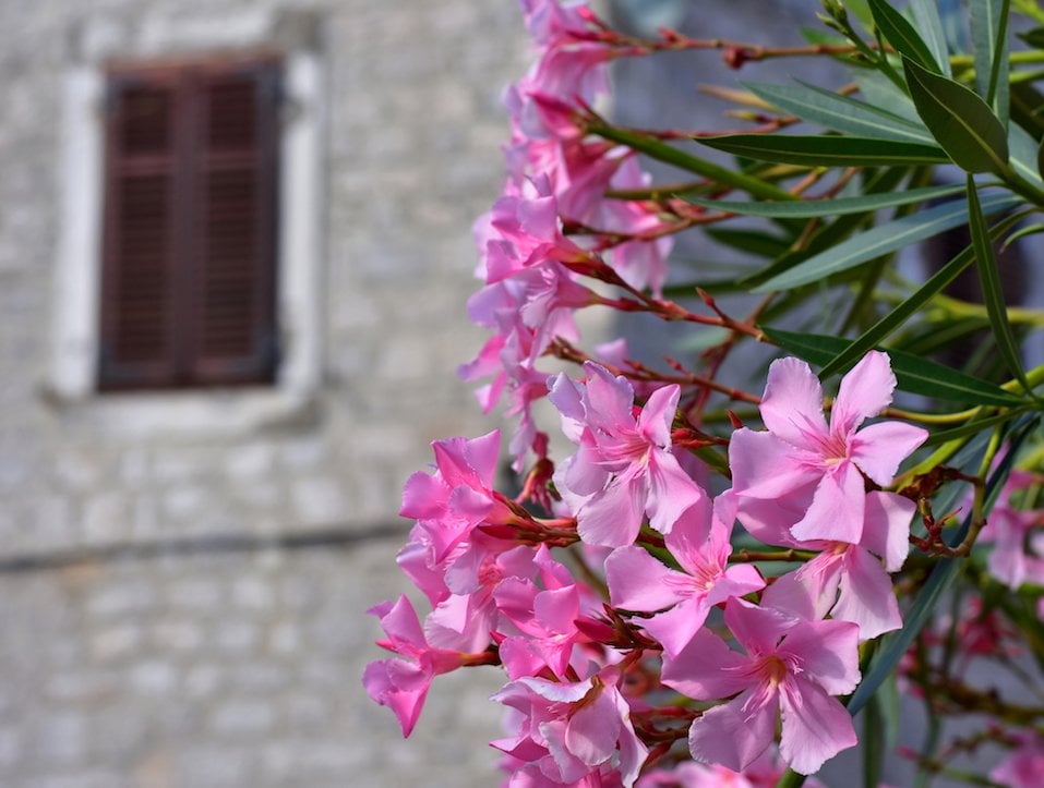 Pink Oleander with house