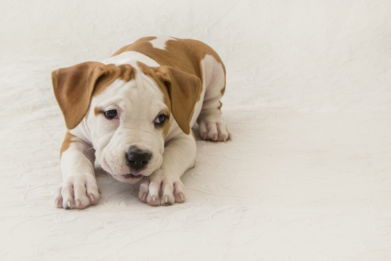 Cute puppy pitubull American Staffordshire Terrier isolated on white background. Close-up with space for copy