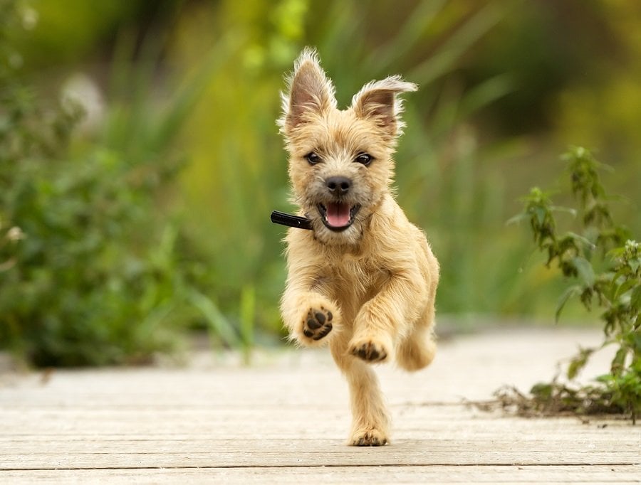 Puppy Jumping Puppy
