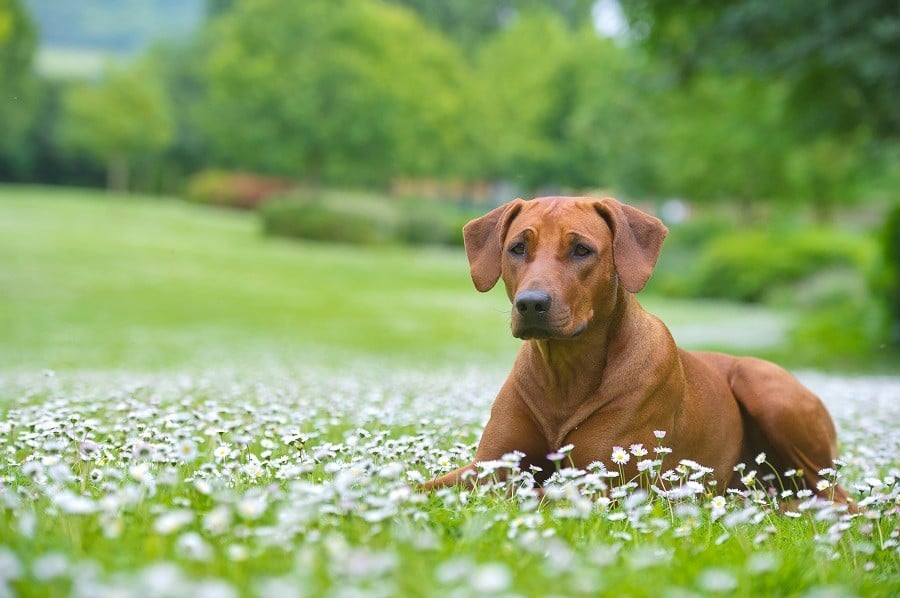 Rhodesian ridgeback Rhodesian ridgeback
