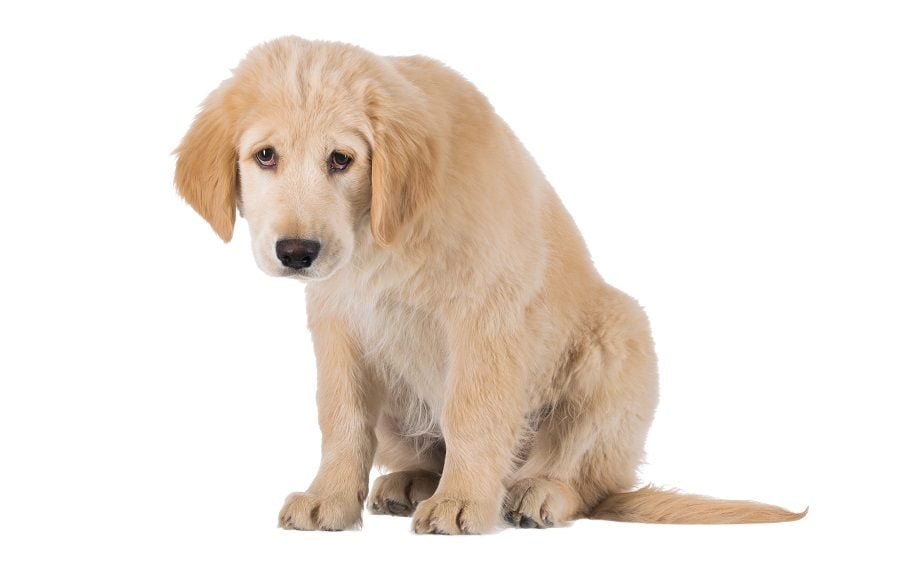 Puppy looking sad Puppy looking sad