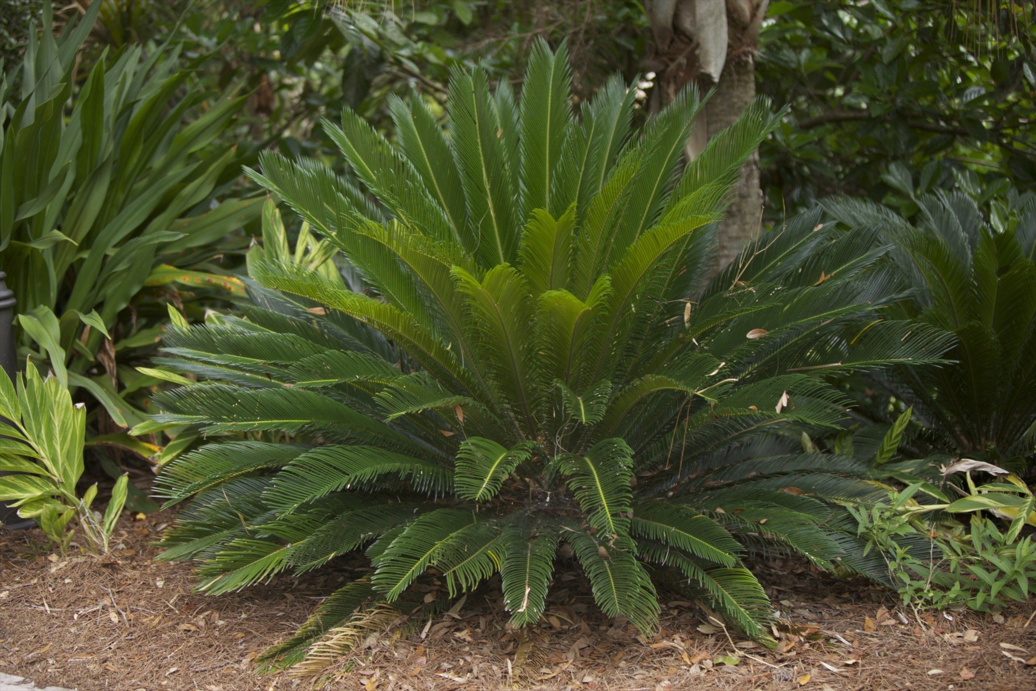 Sago Palm