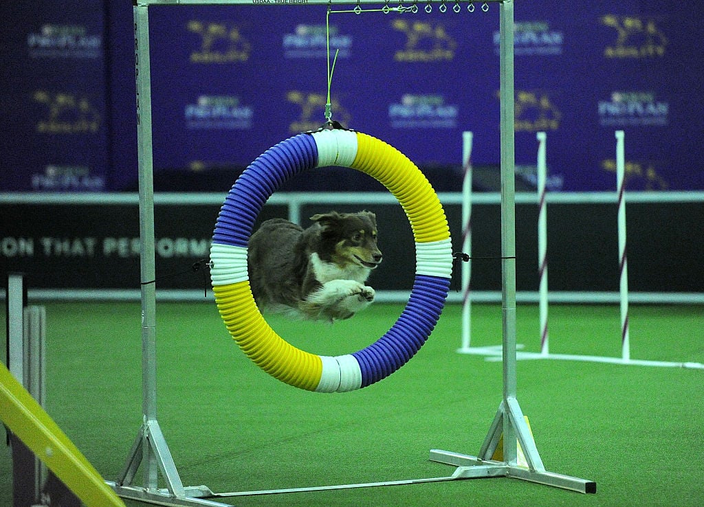 border collie competes on the agility course