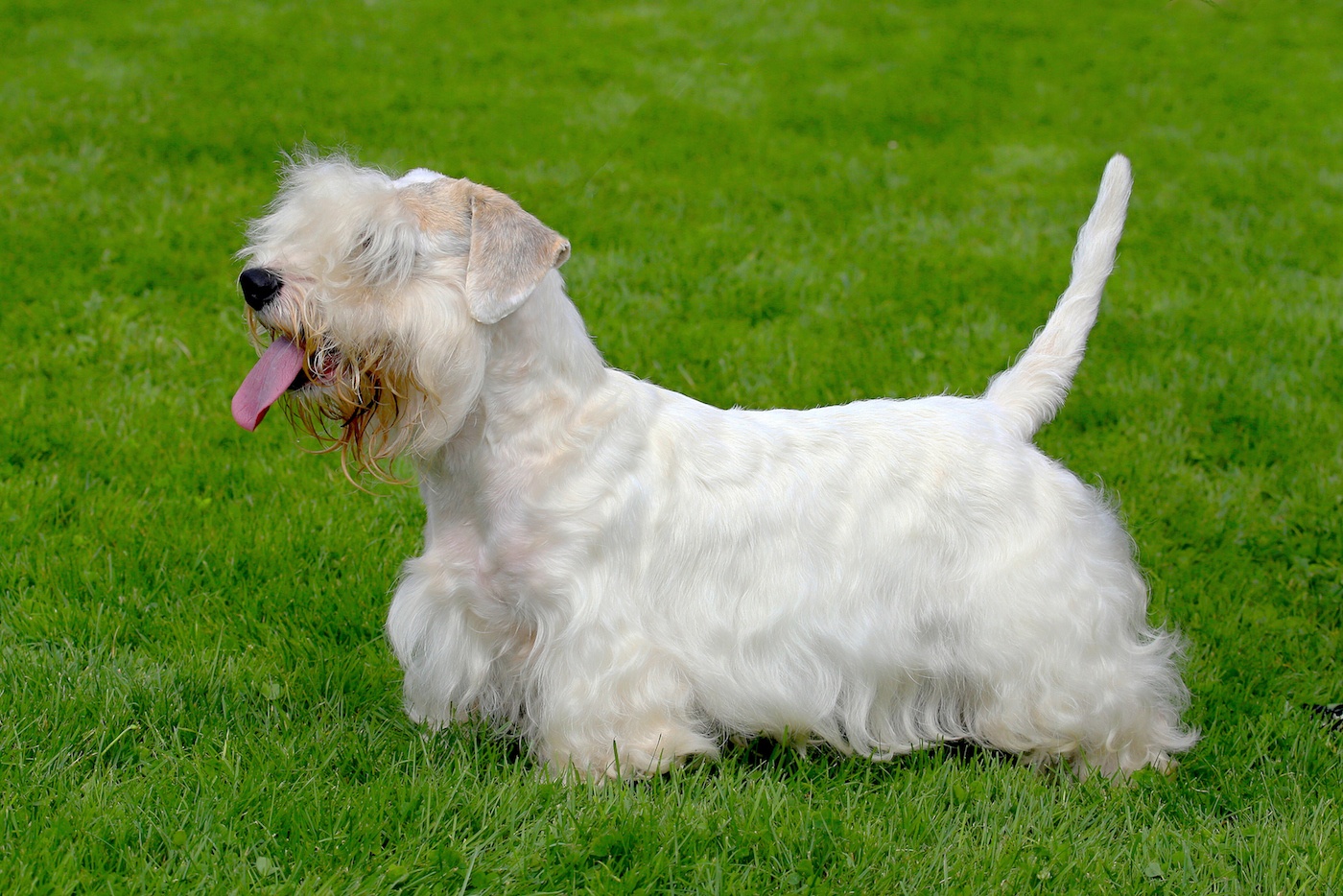 White Sealyham Terrier in the garden