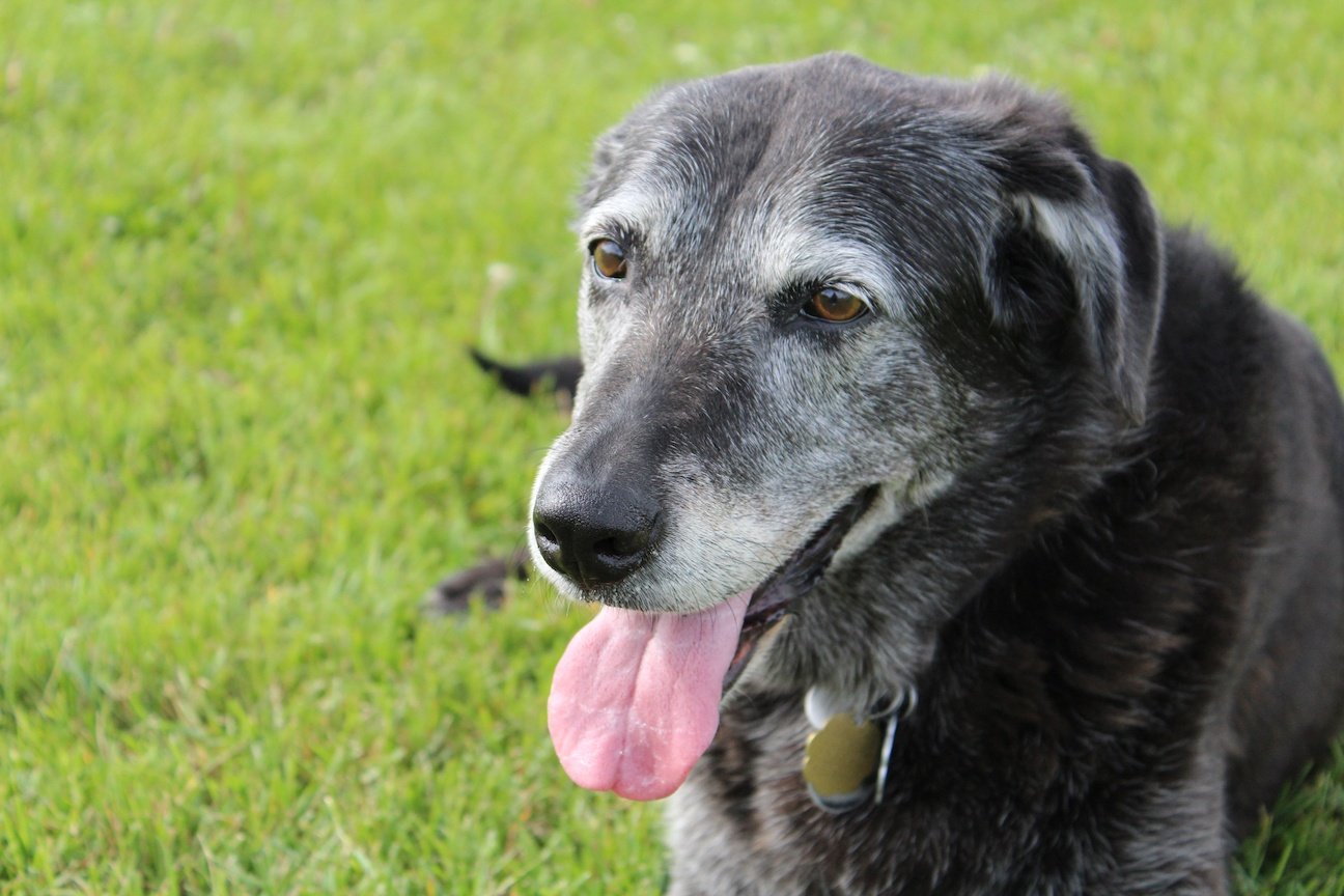 Senior dog smiling