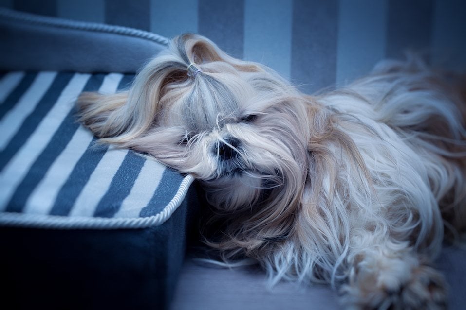 Shih tzu dog sleeping