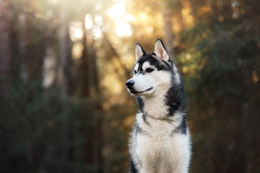 Siberian Husky Siberian Husky