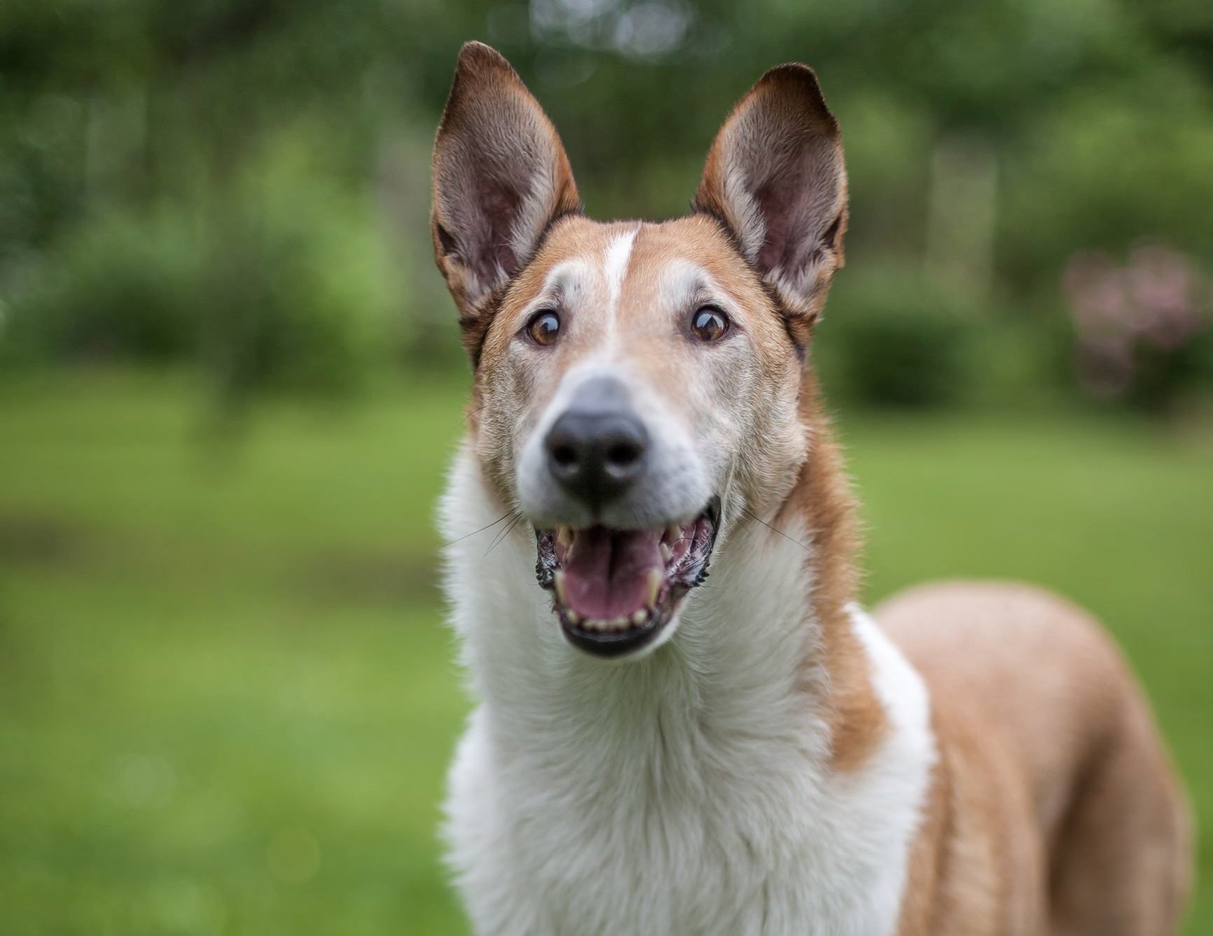 Smooth Collie standing on the grass