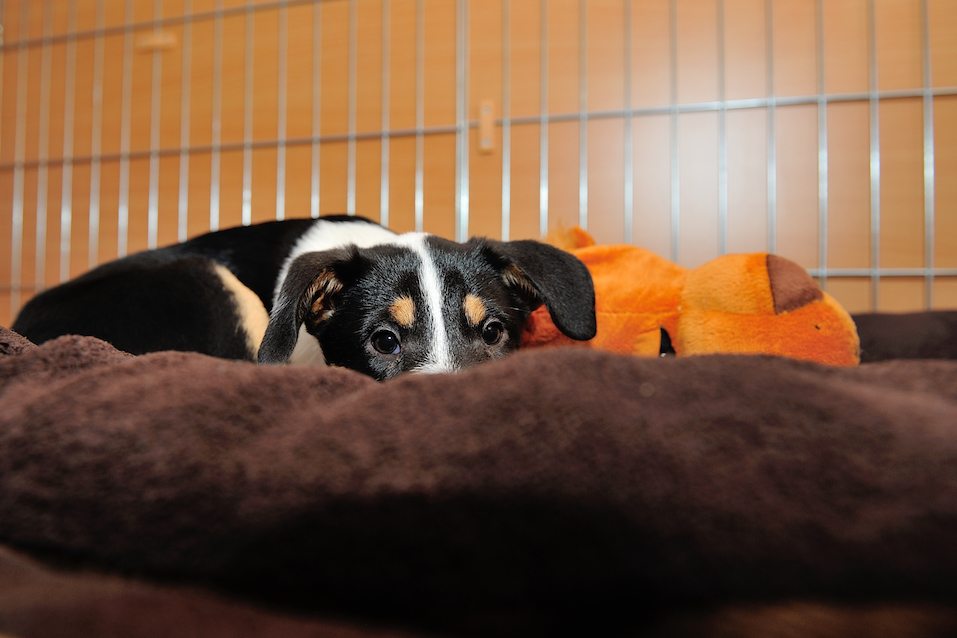 Smooth Collie puppy hidding in the pillow