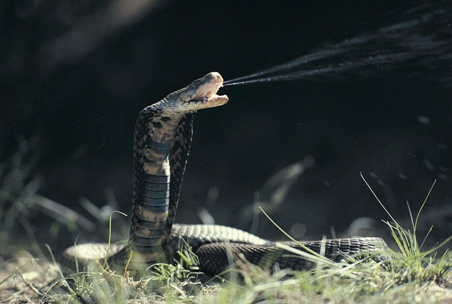 Snake Snake