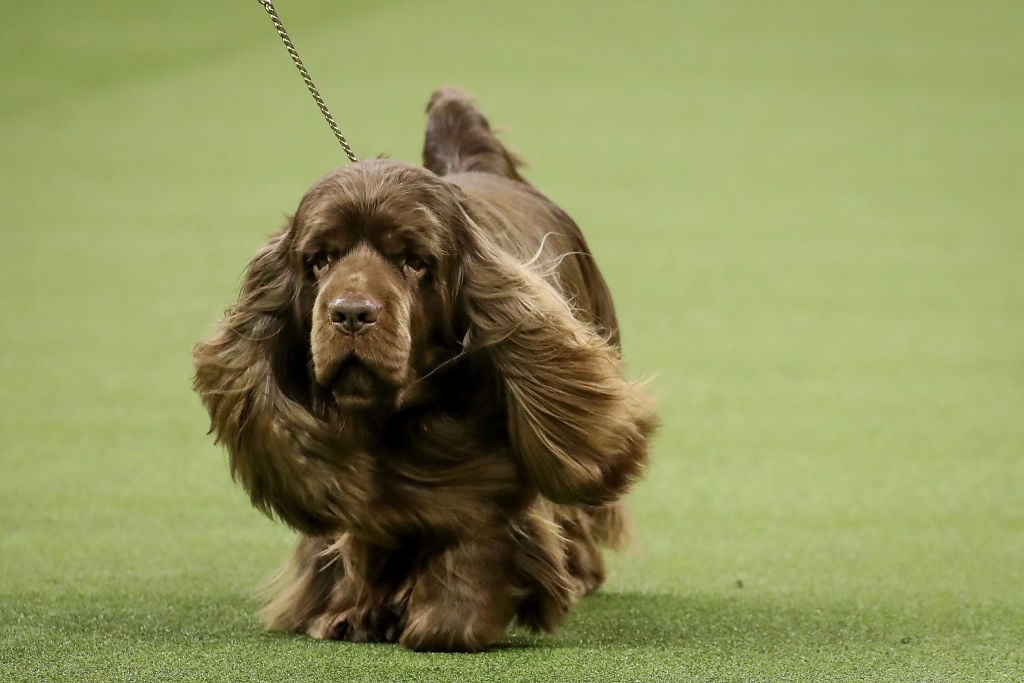  a Sussex Spaniel and winner of the sporting group, competes in during the final night of the 142nd Westminster 
