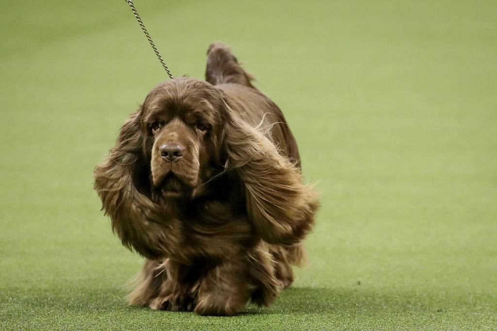 a Sussex Spaniel and winner of the sporting group, competes in during the final night of the 142nd Westminster