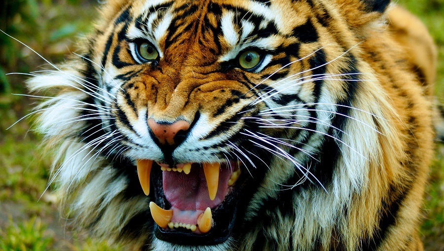Roaring tiger Roaring tiger