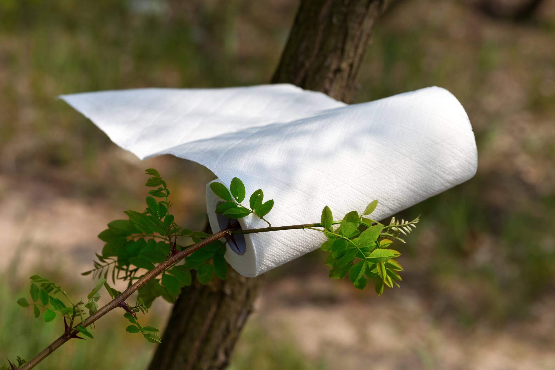 Paper towel roll waving in the wind in forest at sun day