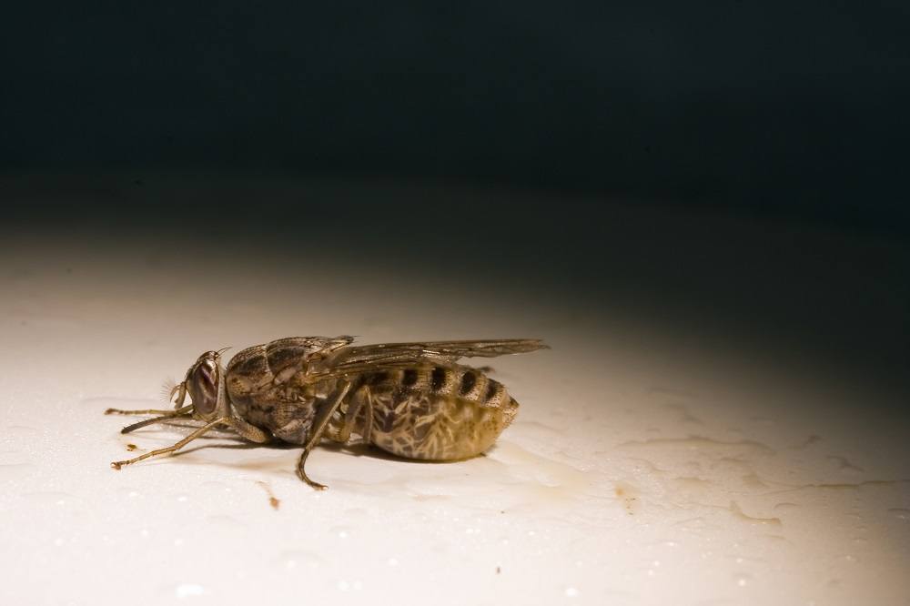 Tsetse fly