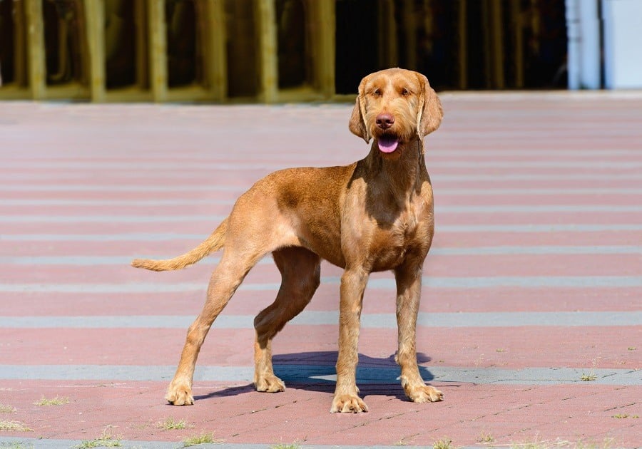 Vizsla