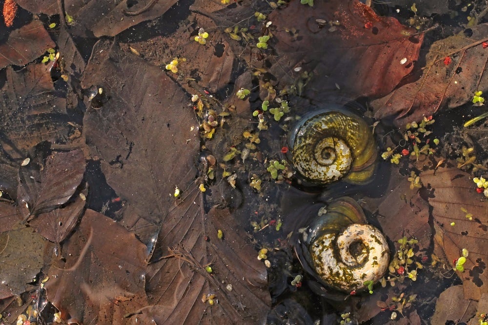 Water snail