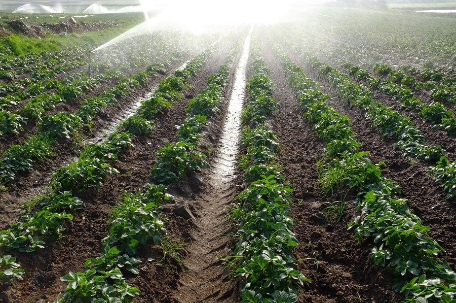 watering crops watering crops